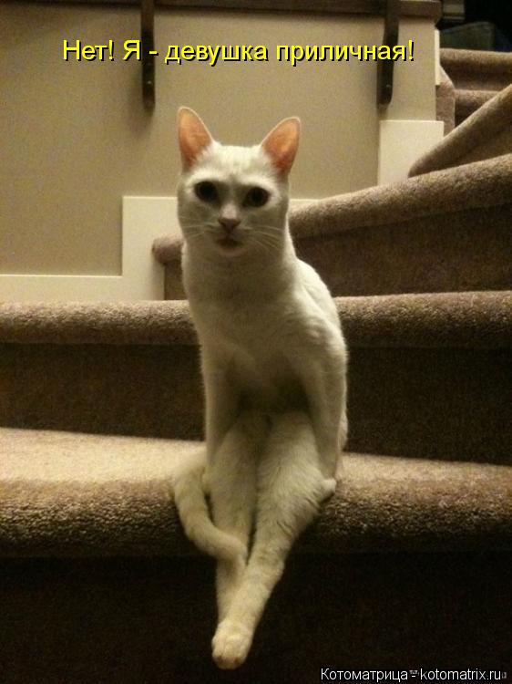 Нет! Я - девушка приличная!... Котоматрица: Нет! Я - девушка приличная!