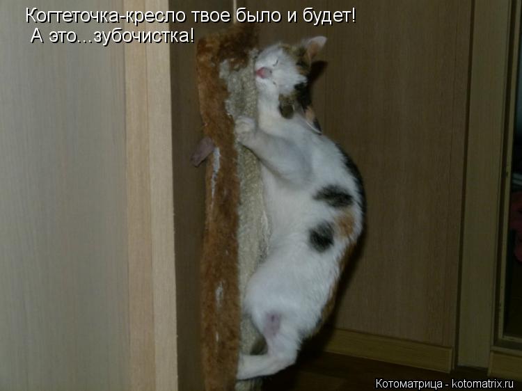 Когтеточка-кресло твое было и будет! А это...зубочистка!... Котоматрица: Когтеточка-кресло твое было и будет! А это...зубочистка!