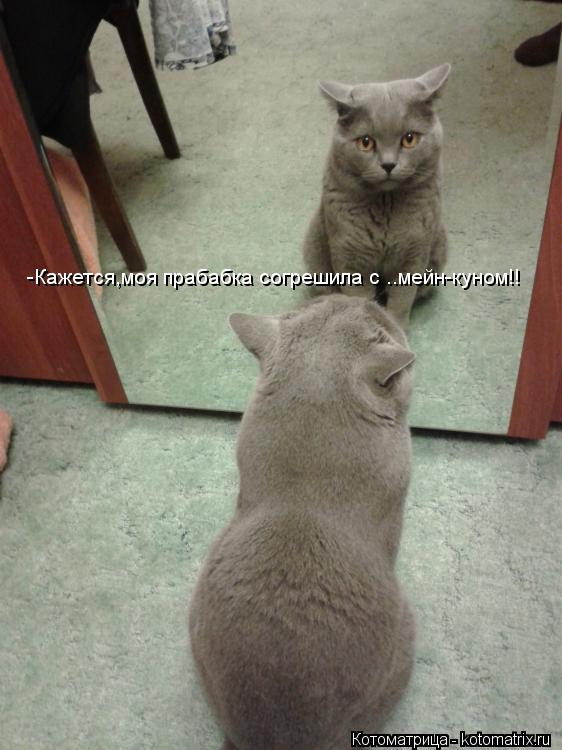 -Кажется,моя прабабка согрешила с ..мейн-куном!!... Котоматрица: -Кажется,моя прабабка согрешила с ..мейн-куном!!