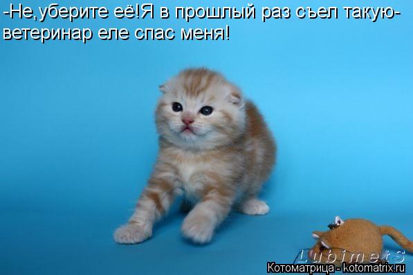 -Не,уберите её!Я в прошлый раз съел такую- ветеринар еле спас меня!... Котоматрица: -Не,уберите её!Я в прошлый раз съел такую- ветеринар еле спас меня!