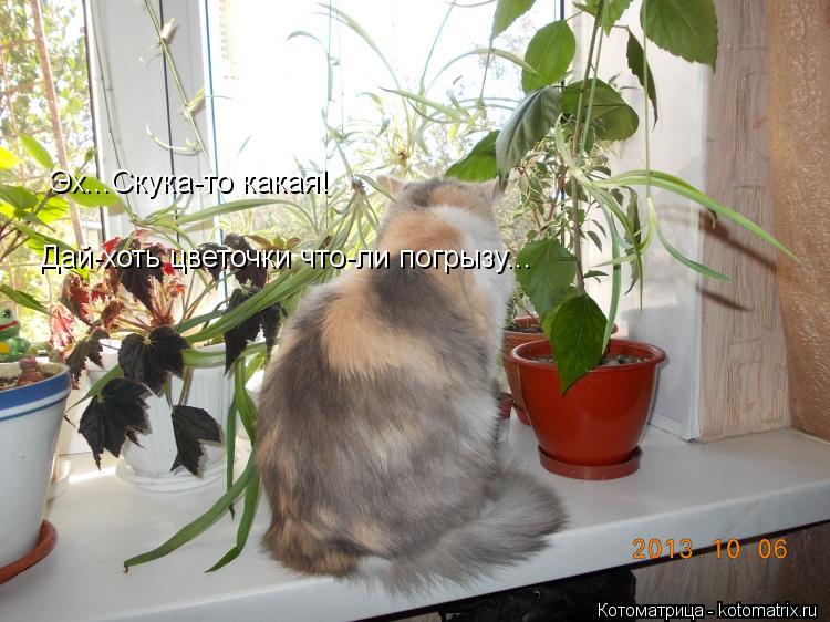 Эх...Скука-то какая! Дай-хоть цветочки что-ли погрызу...... Котоматрица: Эх...Скука-то какая! Дай-хоть цветочки что-ли погрызу...