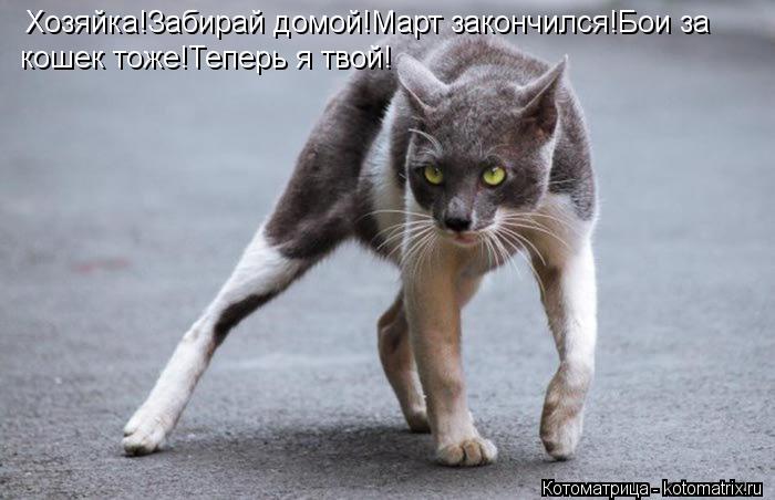 Котоматрица: Хозяйка!Забирай домой!Март закончился!Бои за кошек тоже!Теперь я твой!