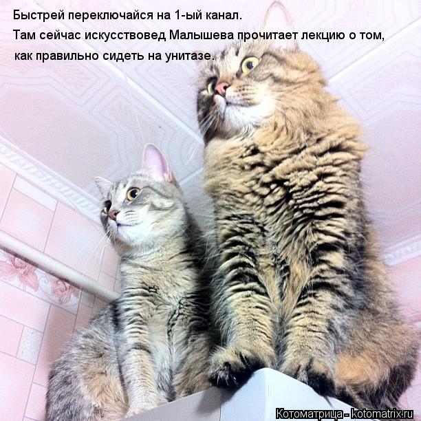 Быстрей переключайся на 1-ый канал. Там сейчас искусствовед Малышева прочитает лекцию о том, как прав... Котоматрица: Быстрей переключайся на 1-ый канал. Там сейчас искусствовед Малышева прочитает лекцию о том, как правильно сидеть на унитазе.