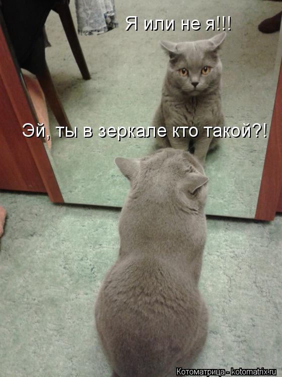 Я или не я!!! Эй, ты в зеркале кто такой?!... Котоматрица: Я или не я!!! Эй, ты в зеркале кто такой?!