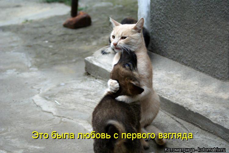Это была любовь с первого взгляда... Котоматрица: Это была любовь с первого взгляда