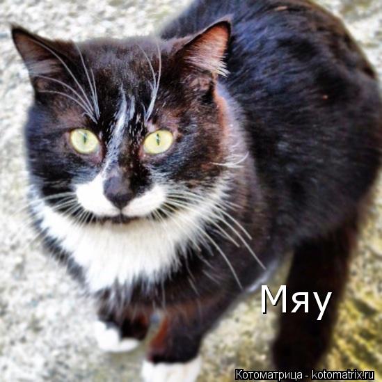 Мяу... Котоматрица: Мяу