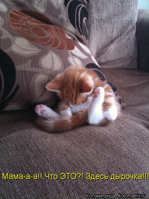 Мама-а-а!! Что ЭТО?! Здесь дырочка!!!... Котоматрица: Мама-а-а!! Что ЭТО?! Здесь дырочка!!!