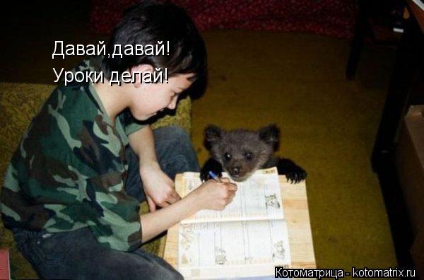 Давай,давай! Уроки делай!... Котоматрица: Давай,давай! Уроки делай!