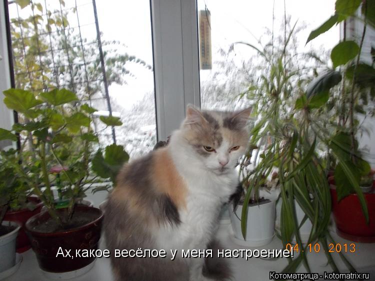 Ах,какое весёлое у меня настроение!... Котоматрица: Ах,какое весёлое у меня настроение!
