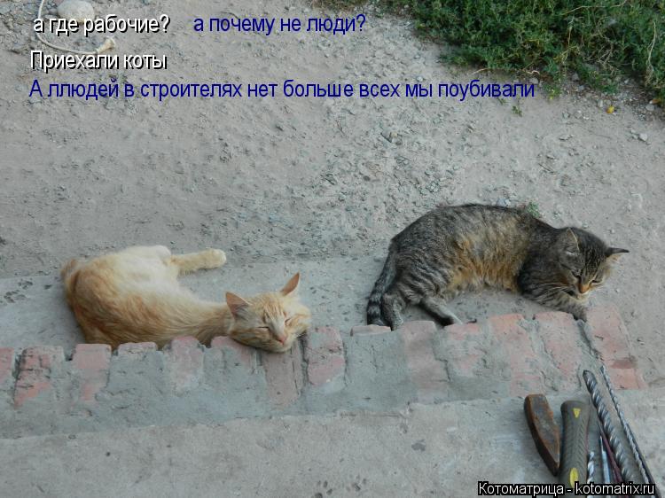 а где рабочие? Приехали коты а почему не люди? А ллюдей в строителях нет больше всех мы поубивали... Котоматрица: а где рабочие? Приехали коты а почему не люди? А ллюдей в строителях нет больше всех мы поубивали
