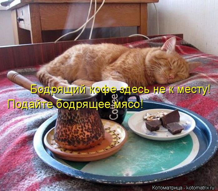 Бодрящий кофе здесь не к месту! Подайте бодрящее мясо!... Котоматрица: Бодрящий кофе здесь не к месту! Подайте бодрящее мясо!