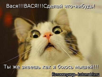 Ты же знаешь как я боюсь мышей!!! Вася!!!ВАСЯ!!!Сделай что-нибудь!... Котоматрица: Ты же знаешь как я боюсь мышей!!! Вася!!!ВАСЯ!!!Сделай что-нибудь!