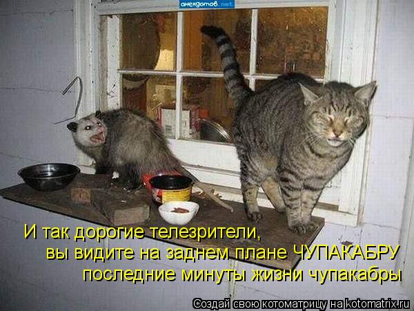 И так дорогие телезрители, вы видите на заднем плане ЧУПАКАБРУ последние минуты жизни чупакабры... Котоматрица: И так дорогие телезрители, вы видите на заднем плане ЧУПАКАБРУ последние минуты жизни чупакабры