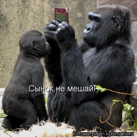Сынок,не мешай!... Котоматрица: Сынок,не мешай!