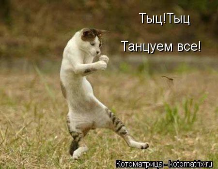 Тыц!Тыц Танцуем все!... Котоматрица: Тыц!Тыц Танцуем все!