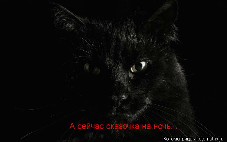 А сейчас сказочка на ночь...... Котоматрица: А сейчас сказочка на ночь...