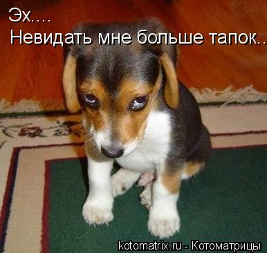 Эх.... Невидать мне больше тапок........ Котоматрица: Эх.... Невидать мне больше тапок.....