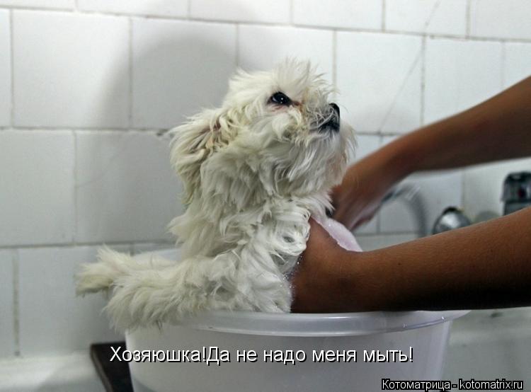 Хозяюшка!Да не надо меня мыть!... Котоматрица: Хозяюшка!Да не надо меня мыть!