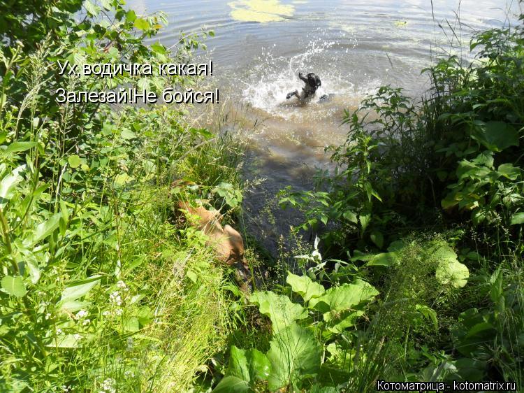 Ух,водичка какая! Залезай!Не бойся!... Котоматрица: Ух,водичка какая! Залезай!Не бойся!