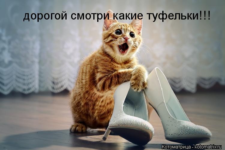 дорогой смотри какие туфельки!!!... Котоматрица: дорогой смотри какие туфельки!!!