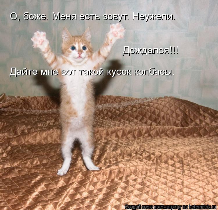 О, боже. Меня есть зовут. Неужели. Дождался!!! Дайте мне вот такой кусок колбасы.... Котоматрица: О, боже. Меня есть зовут. Неужели. Дождался!!! Дайте мне вот такой кусок колбасы.