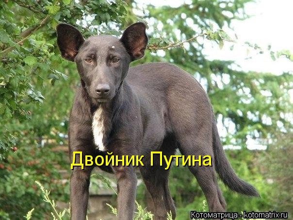 Котоматрица: Двойник Путина