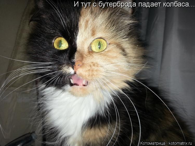 И тут с бутерброда падает колбаса....... Котоматрица: И тут с бутерброда падает колбаса....
