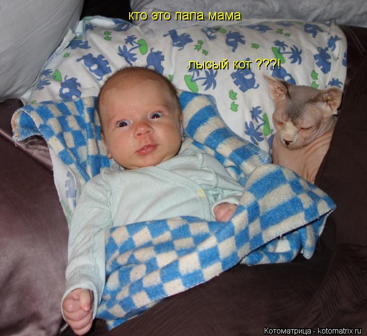 кто это папа мама кто это папа мама лысый кот ???!... Котоматрица: кто это папа мама кто это папа мама лысый кот ???!