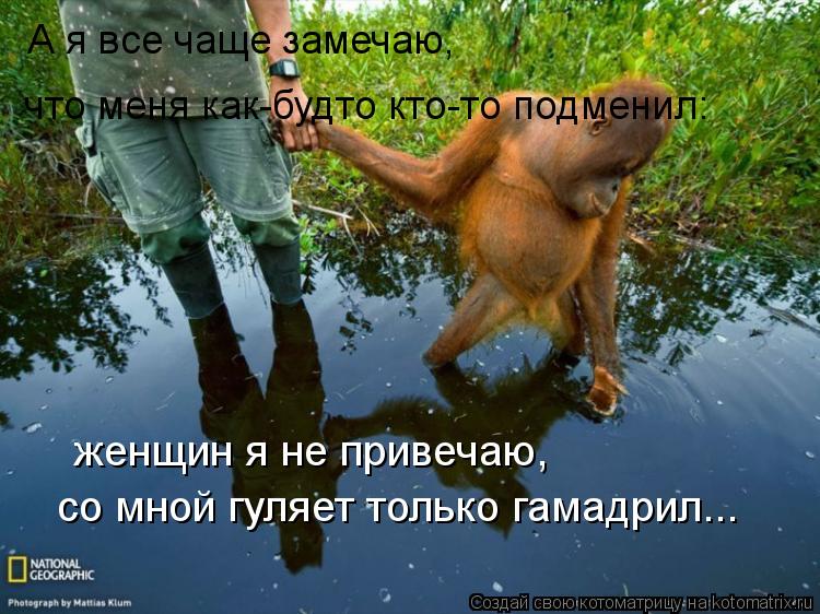 А я все чаще замечаю, что меня как-будто кто-то подменил: женщин я не привечаю, со мной гуляет тольк... Котоматрица: А я все чаще замечаю, что меня как-будто кто-то подменил: женщин я не привечаю, со мной гуляет только гамадрил...
