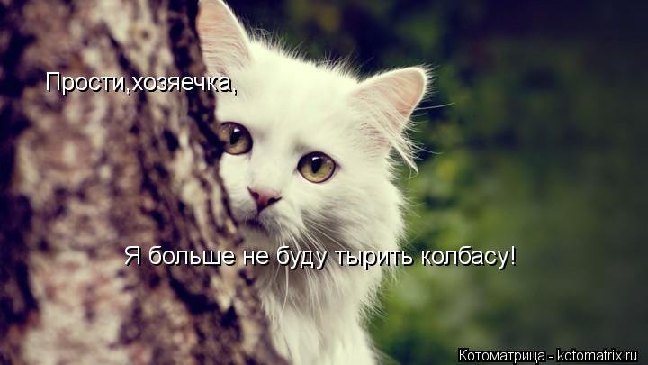 Прости,хозяечка, Прости,хозяечка, Я больше не буду тырить колбасу!... Котоматрица: Прости,хозяечка, Прости,хозяечка, Я больше не буду тырить колбасу!