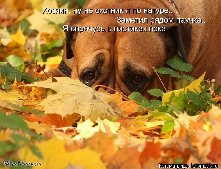 Котоматрица: Хозяин, ну не охотник я по натуре.... Заметил рядом паучка... Я спрячусь в листиках пока...