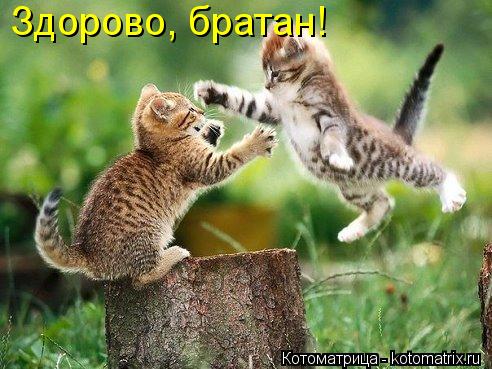 Здорово, братан!... Котоматрица: Здорово, братан!
