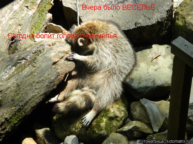 Котоматрица: Вчера было ВЕСЕЛЬЕ Сегодня болит голова с похмелья...