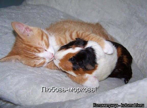 Любовь-морковь!... Котоматрица: Любовь-морковь!