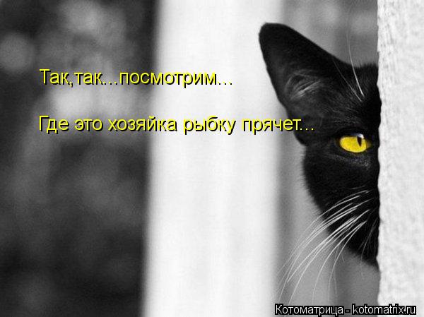 Так,так...посмотрим... Где это хозяйка рыбку прячет...... Котоматрица: Так,так...посмотрим... Где это хозяйка рыбку прячет...