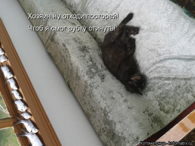 Хозяин,ну отходи поскорей! Чтоб я смог рубку стинуть!... Котоматрица: Хозяин,ну отходи поскорей! Чтоб я смог рубку стинуть!