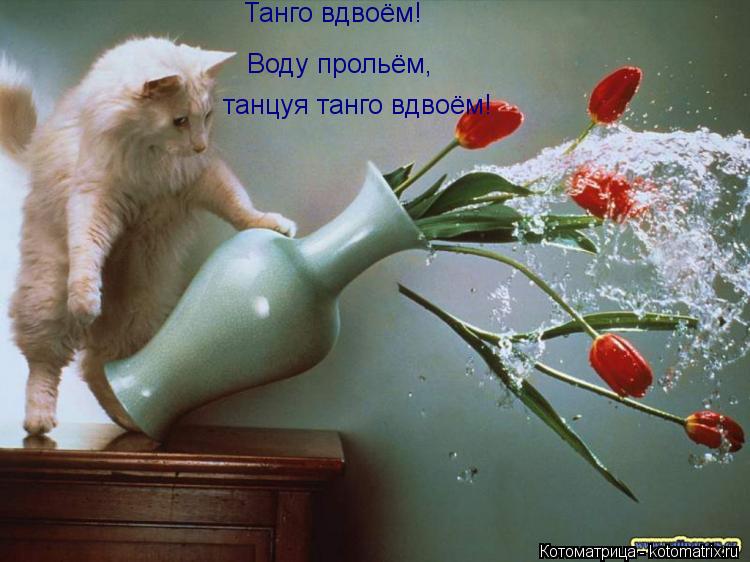 Танго вдвоём! Воду прольём, танцуя танго вдвоём!... Котоматрица: Танго вдвоём! Воду прольём, танцуя танго вдвоём!