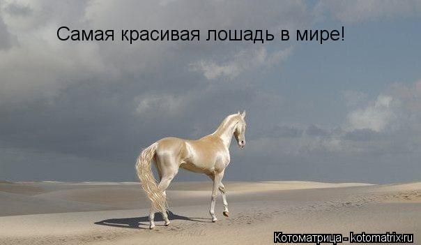 Котоматрица: Самая красивая лошадь в мире!