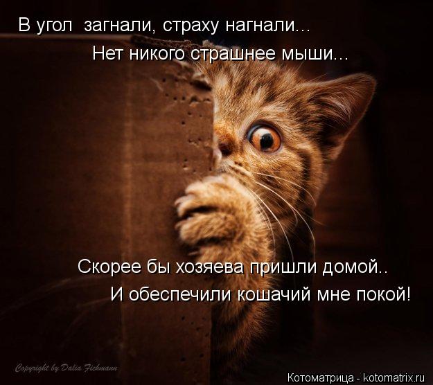 В угол загнали, страху нагнали... Нет никого страшнее мыши... Скорее бы хозяева пришли домой.. И обе... Котоматрица: В угол загнали, страху нагнали... Нет никого страшнее мыши... Скорее бы хозяева пришли домой.. И обеспечили кошачий мне покой!