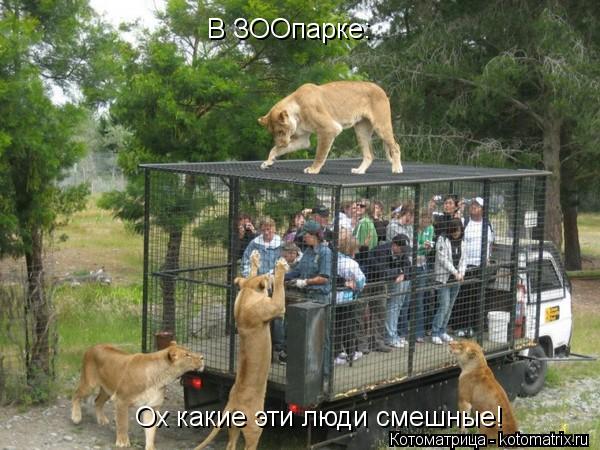 В ЗООпарке: Ох какие эти люди смешные!... Котоматрица: В ЗООпарке: Ох какие эти люди смешные!