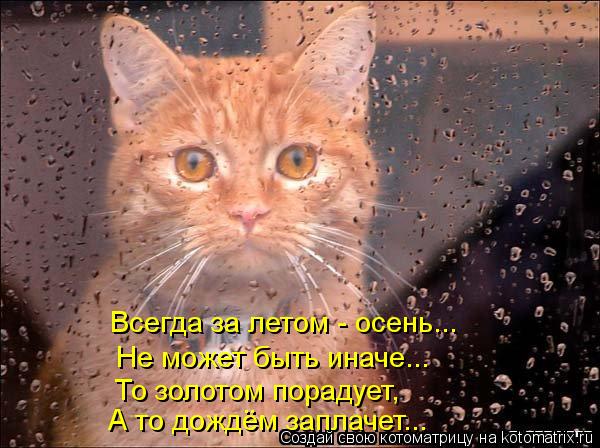 Всегда за летом - осень... Не может быть иначе... То золотом порадует, А то дождём заплачет...... Котоматрица: Всегда за летом - осень... Не может быть иначе... То золотом порадует, А то дождём заплачет...