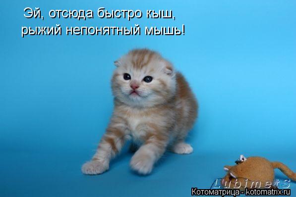 Эй, отсюда быстро кыш, рыжий непонятный мышь!... Котоматрица: Эй, отсюда быстро кыш, рыжий непонятный мышь!