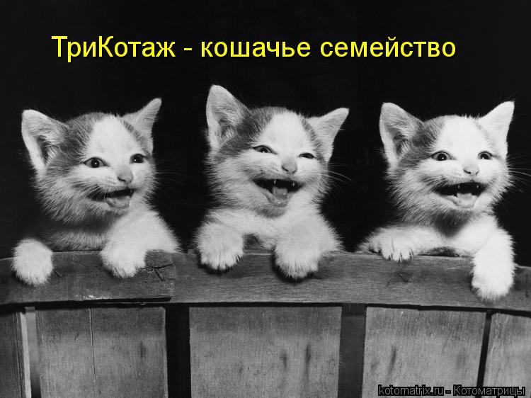 ТриКотаж - кошачье семейство... Котоматрица: ТриКотаж - кошачье семейство