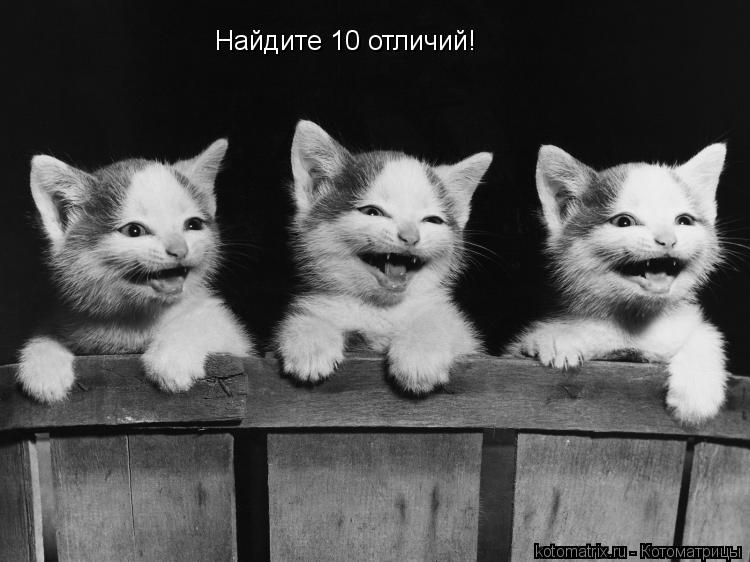 Найдите 10 отличий!... Котоматрица: Найдите 10 отличий!