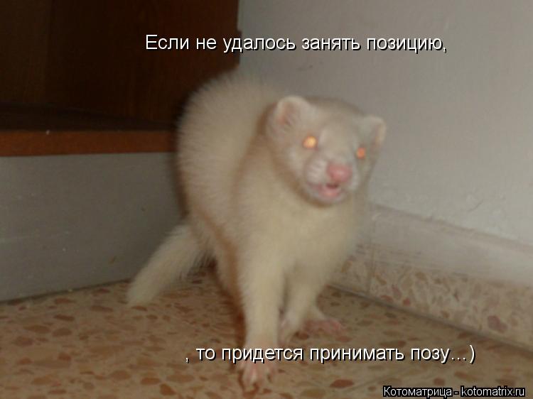 Если не удалось занять позицию, , то придется принимать позу…)... Котоматрица: Если не удалось занять позицию, , то придется принимать позу…)