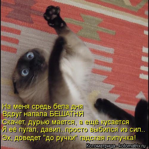 На меня средь бела дня Вдруг напала БЕШАТНЯ Скачет, дурью мается, а ещё кусается Я её пугал, давил..п... Котоматрица: На меня средь бела дня Вдруг напала БЕШАТНЯ Скачет, дурью мается, а ещё кусается Я её пугал, давил..просто выбился из сил.. Эх, доведет "до ручк