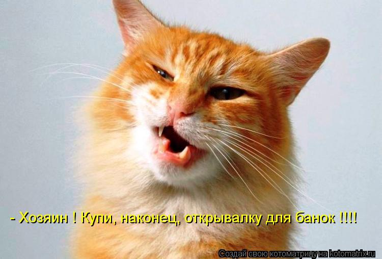 - Хозяин ! Купи, наконец, открывалку для банок !!!!... Котоматрица: - Хозяин ! Купи, наконец, открывалку для банок !!!!