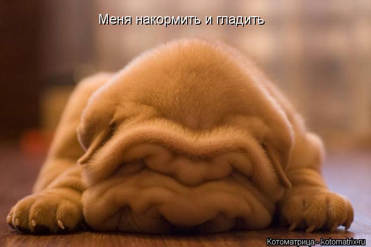 Меня накормить и гладить... Котоматрица: Меня накормить и гладить