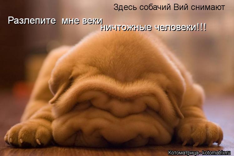 ничтожные человеки!!! Здесь собачий Вий снимают Разлепите мне веки... Котоматрица: ничтожные человеки!!! Здесь собачий Вий снимают Разлепите мне веки