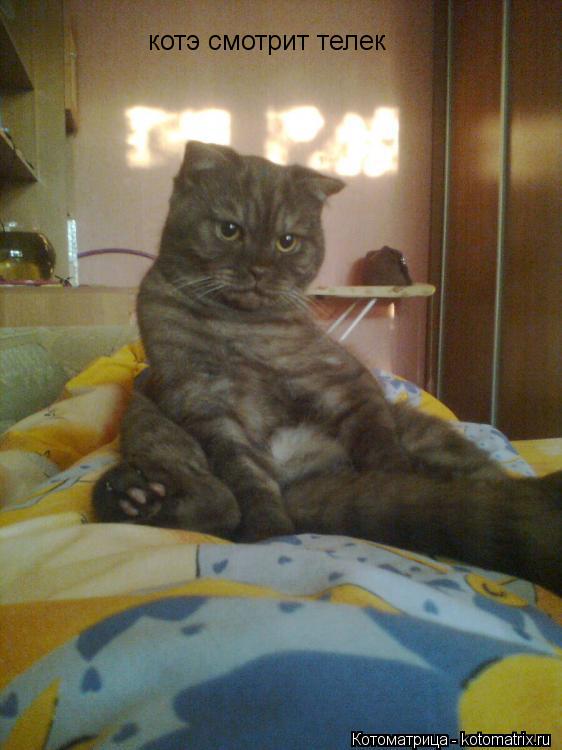 котэ смотрит телек... Котоматрица: котэ смотрит телек